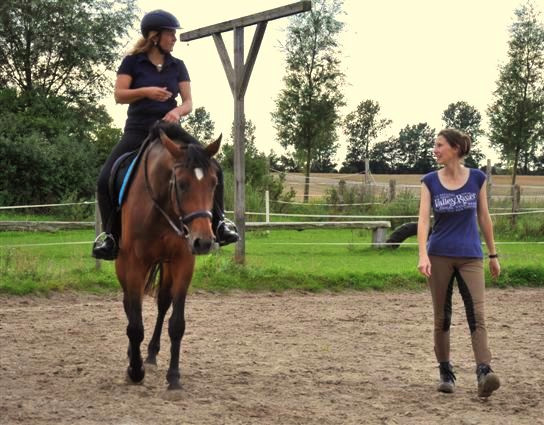 Pferd-Reiter