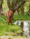 Pferd grast am Teich